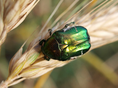 耳朵上的绿色甲虫图片