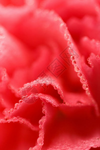 带水滴的粉红色康乃馨花宏观图片