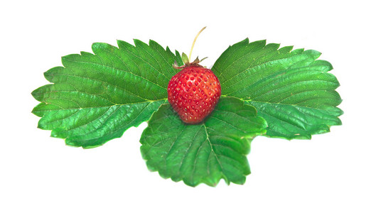 绿页上多汁的野草莓在白图片