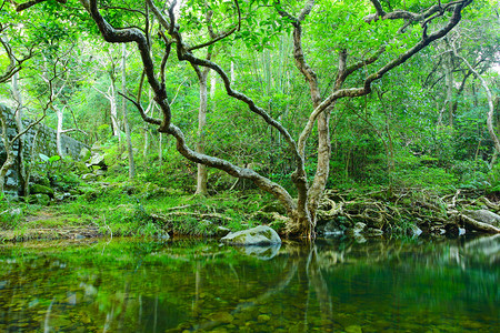 有水和树的森林图片