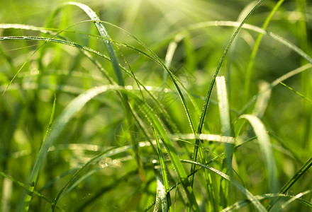 新鲜绿草和露水滴图片