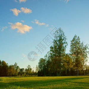 森林草原上绿草的景象图片