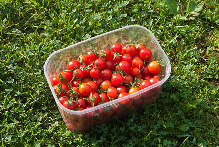 红色新鲜采摘的西红柿图片