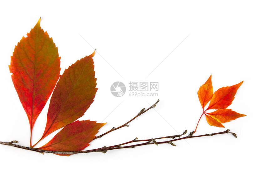 秋边框元素美丽的真实叶子图片