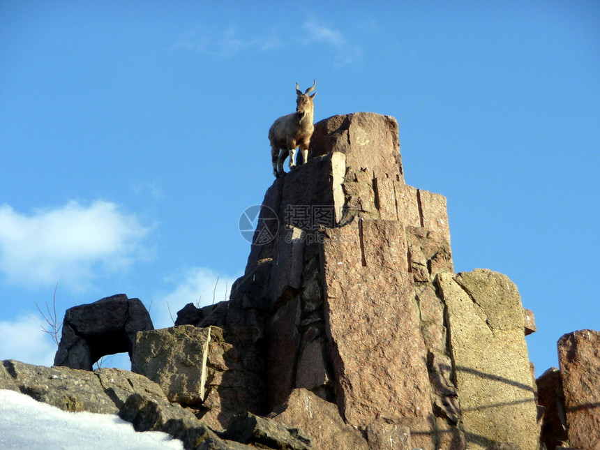 山羊在蓝天背景的石头岩石上图片