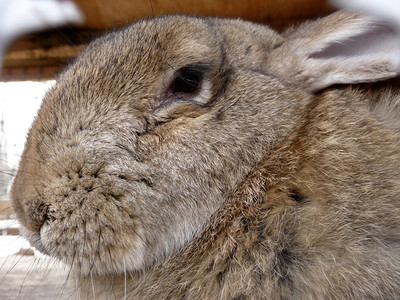大毛茸的灰色野兔的头图片