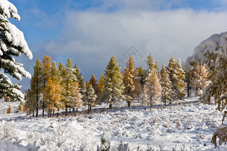 山上秋天树上的第一场雪图片