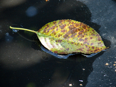 水面的秋叶图片