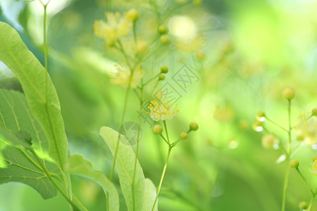 盛开的春天菩提树阳光背景图片