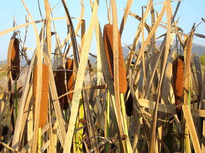 黄甘蔗生长在秋天的沼泽岸上图片