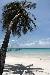 椰子和海滩图片