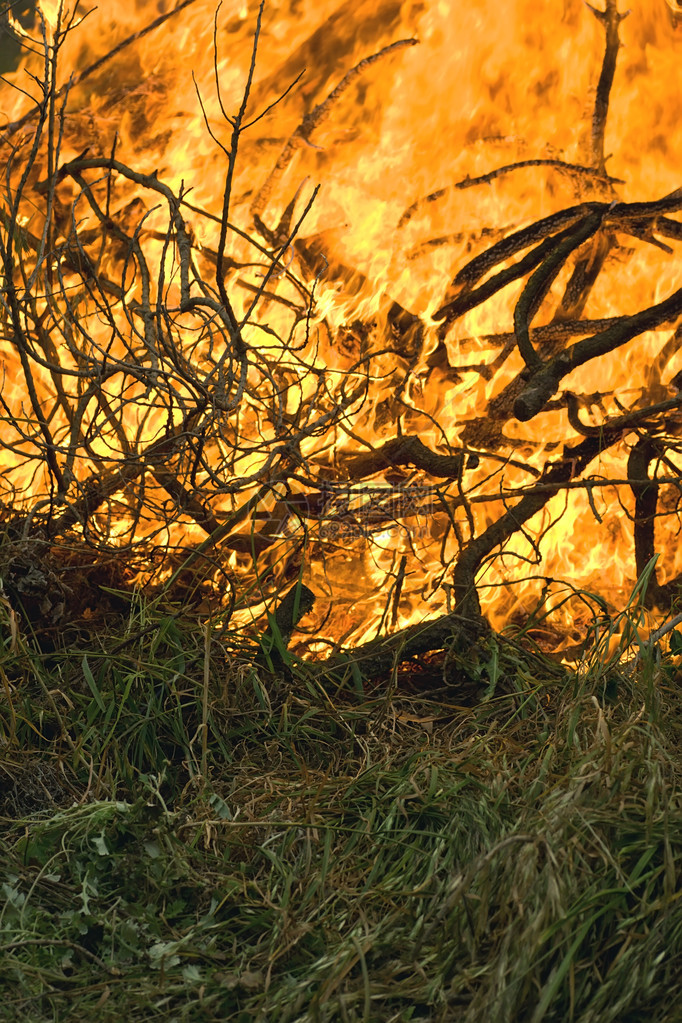 草和树枝燃烧得很厉害图片