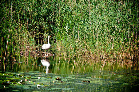 池塘芦苇丛中的野天鹅图片