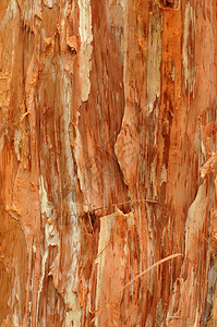 Paperbark树Melaleuca的抽象背景纹理图片