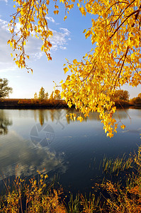 秋天的湖景和明亮的树木图片