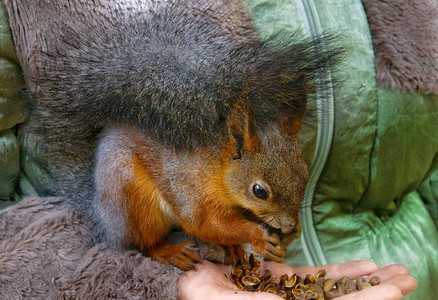 可爱的小红松鼠用手吃坚果图片