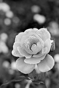 花园里美丽的白玫瑰花图片