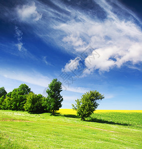 在绿色草甸和蓝天的树图片