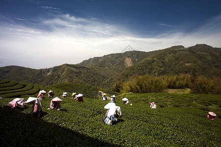 中部的巴瓜茶园图片