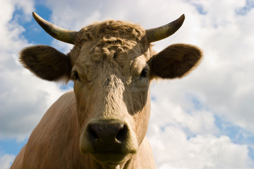 年轻的农场母牛站在田野上图片