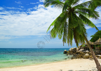 美丽的热带海滩与棕榈树图片
