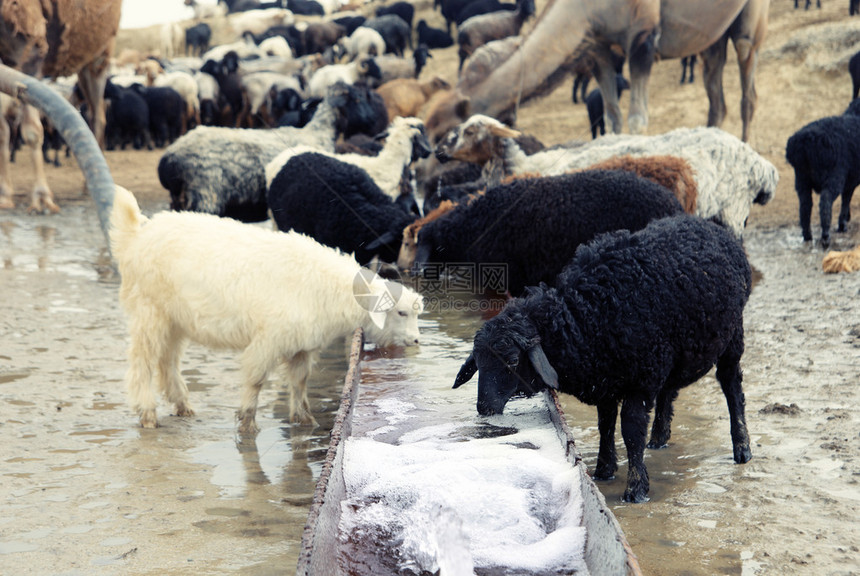 绵羊在饮水处饮水中亚图片