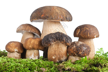 Edulis集团蘑菇组图片