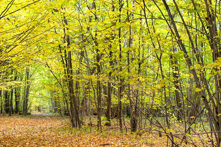 年轻的灰色森林秋天风景与明亮的蓝天图片