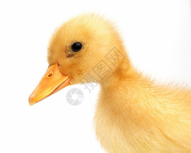 漂亮的黄鸭动物韦伯高清图片