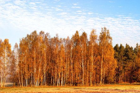 年轻的灰色森林秋天风景有明亮的蓝天的图片