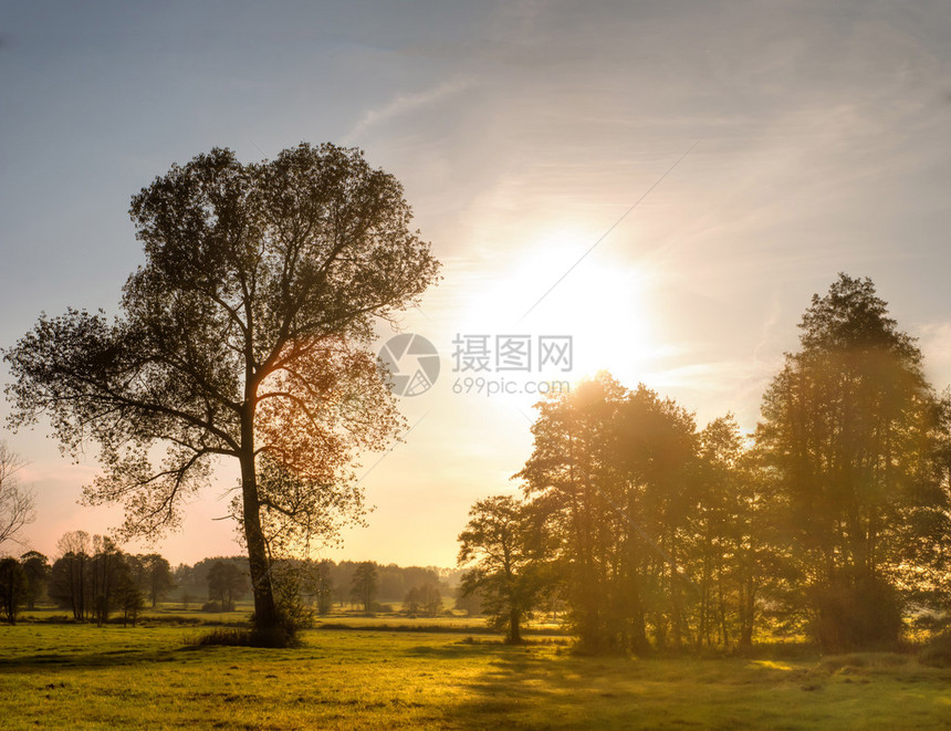 年轻的灰色森林秋天风景与明亮的蓝天图片