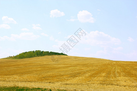 秋天的风景黄色的田野和蓝天图片