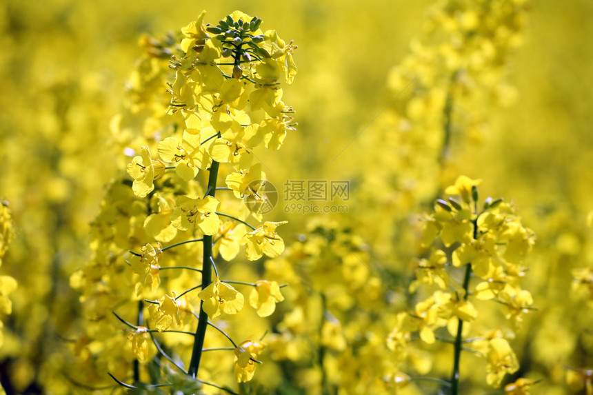 油菜花田特写图片