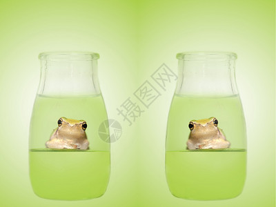 瓶中之蛙图片