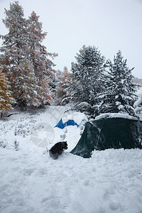 Altai山丘和雪图片