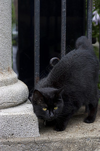 黑猫用头蹭柱子图片