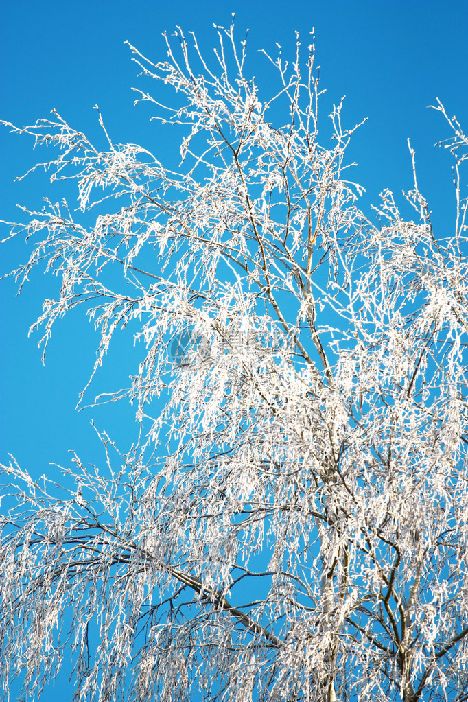 用霜盖的冬天树图片