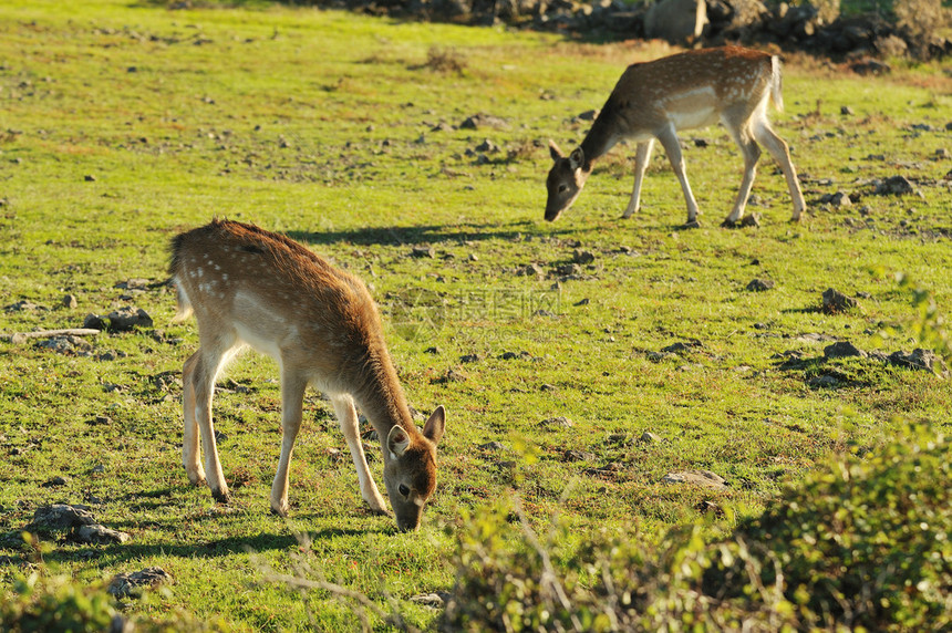 草地上的幼小鹿图片