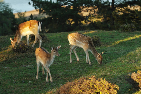 家庭小鹿在草地上吃草图片
