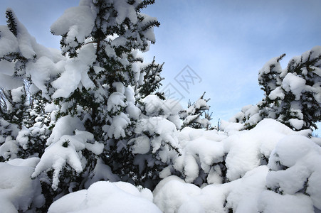 冬季圣诞树由雪图片