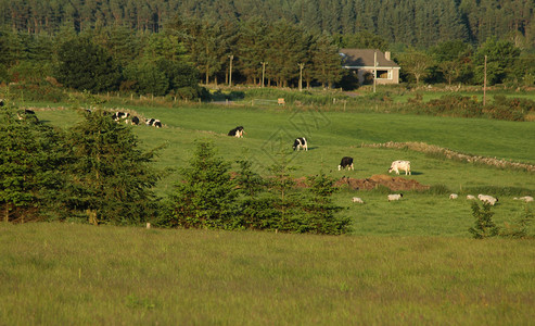 牛在田里放牧图片