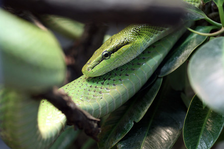 红尾绿色大鼠蛇GonyosomaOxyce图片