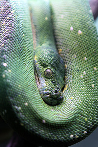 绿树PythonMoreliavi图片