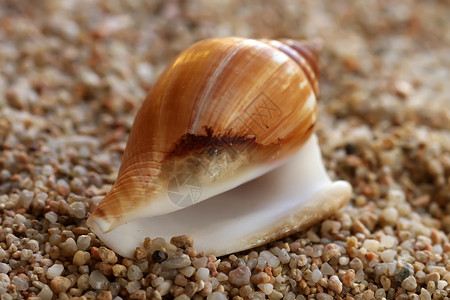 沙滩上鹅卵石上的单个空贝壳图片