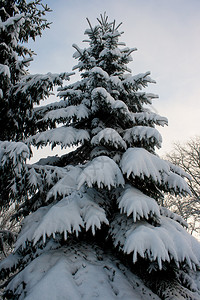 城市公园里的白雪皑的枞树图片