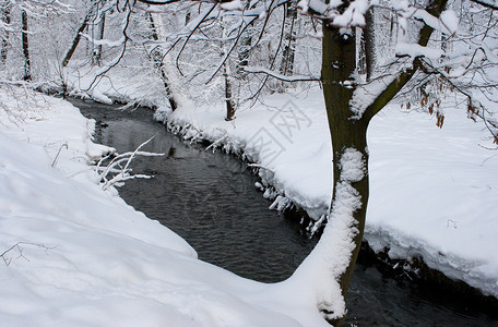 冬天河边的雪树图片