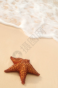 热带沙滩上的海星和海浪图片
