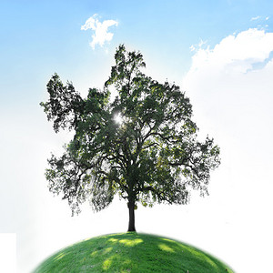 绿草地上的一棵树蓝色天空和上图片