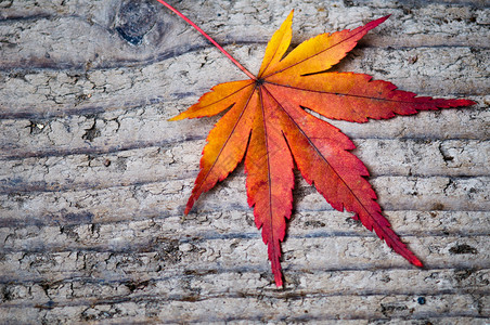 树皮上的红叶秋天印象图片