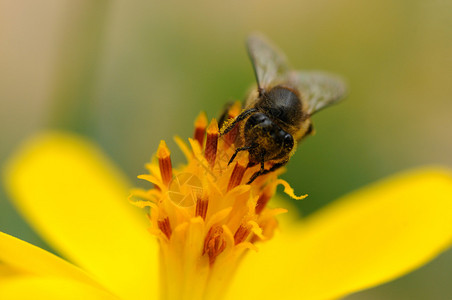 一只蜜蜂授粉一图片